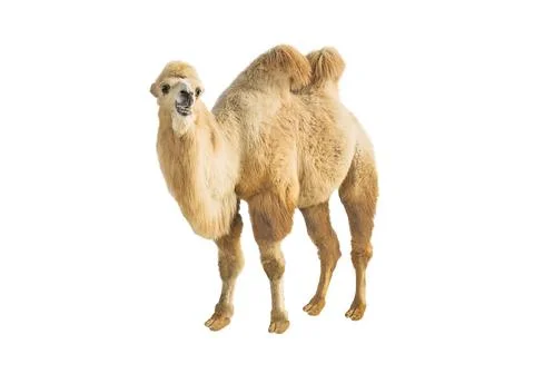 Bactrian two-humped camel 스톡 사진