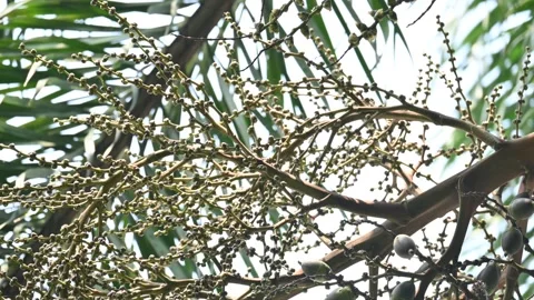 Bactris gasipaes flowers in the tree. Vídeos de archivo 319113872