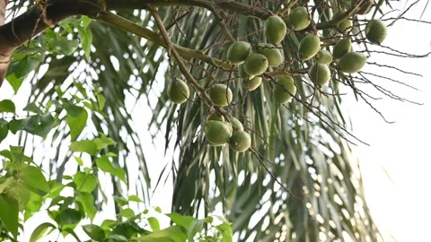 Bactris gasipaes fruits in the tree. Stock Footage 319028107