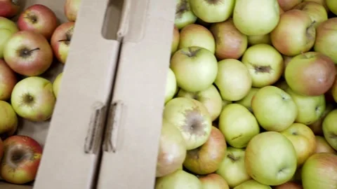 Bad apples. Boxes of apples stand on the shelves of a warehouse or fruit store. Stock Footage 272582746