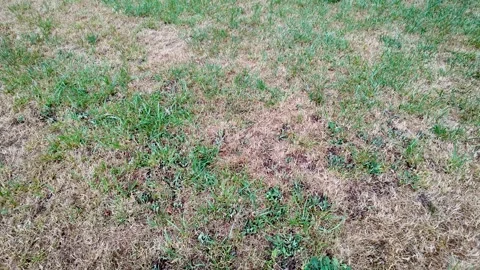 Bad condition lawn in Poland Stock Footage 306739154