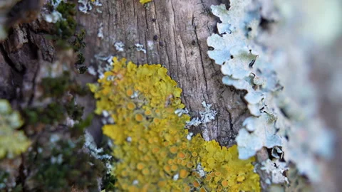 Bad condition of tree trunk, bark covered dangerous lichen and moss leading to Stock Footage 305160481