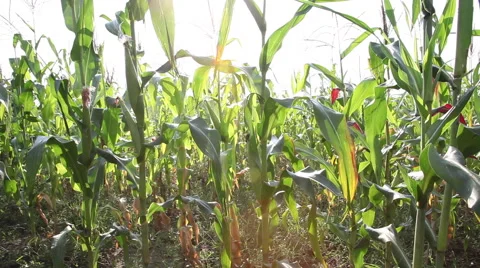 Bad crop, pan across corn field, dry season, full grown maze plants Stock Footage 40630981