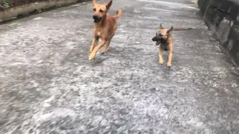 Bad dog and pup chasing biker Stock Footage 261630612