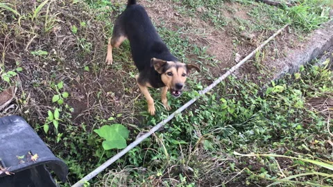 Bad dog attacking and trying to bite  Stock Footage 339304680