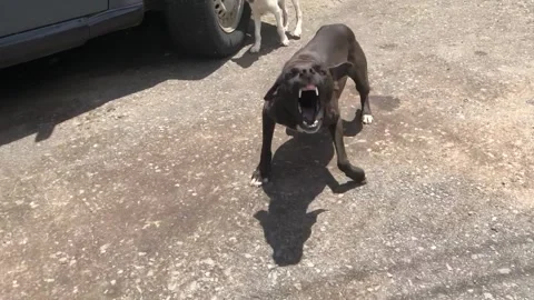 Bad dog barking and attacking stranger Stock Footage 261630620