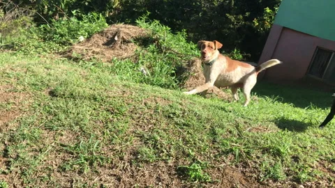 Bad Dog barking and attacking  Stock Footage 339304724