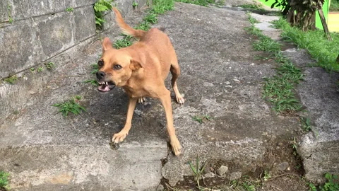 Bad Dog barking and showing teeth Stock Footage 339304592