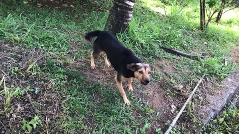 Bad dog barking and wagging  Stock Footage 339304700