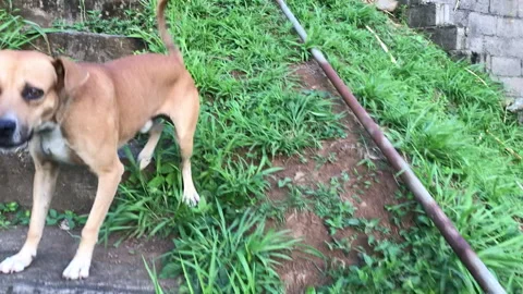 Bad dog barking close up Stock Footage 339304689