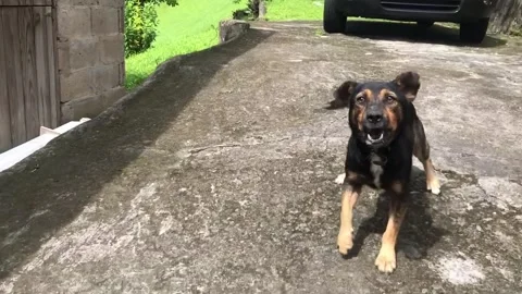 Bad dog barking stranger Stock Footage 261630593