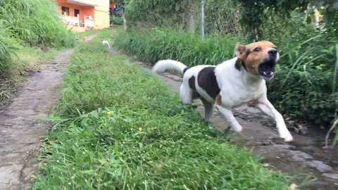 Bad Dog chasing Vehicle Stock Footage 126288676