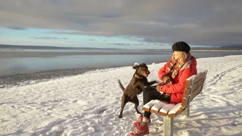 Bad dog Stock Footage 166475579