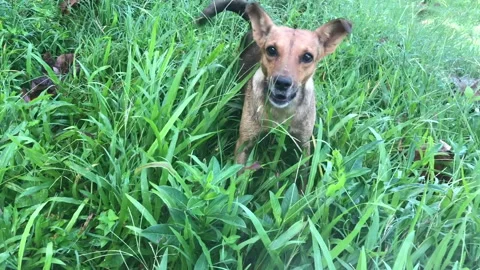 Bad dog in grass attacking 1 Stock Footage 219706888