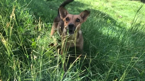 Bad dog in grass attacking 2 Stock Footage 219706943