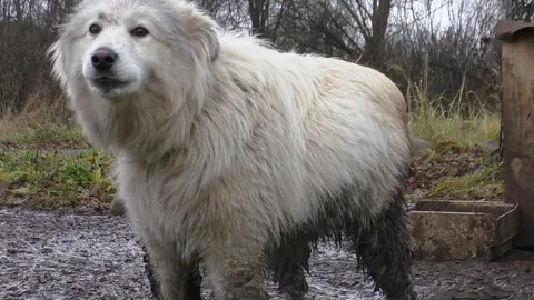 Bad dog owner Video stock 82579499
