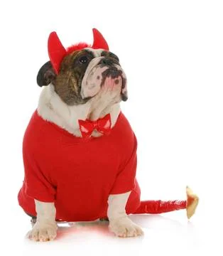 Bad dog Stock Photos