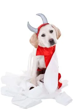 Bad Dog Stock Photos