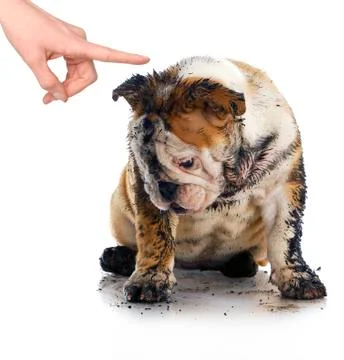 Bad dog Stock Photos