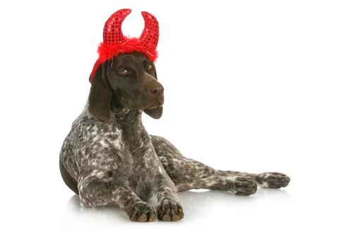 Bad dog Stock Photos
