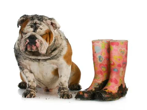 Bad dog Foto stock