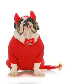 Bad dog Stock Photos