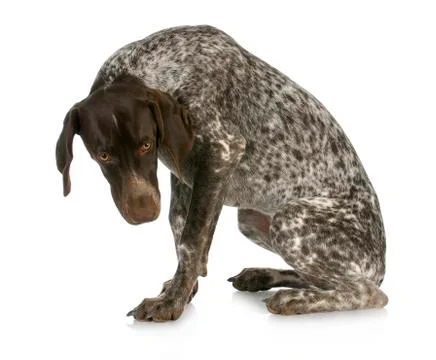 Bad dog Stock Photos