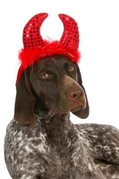 Bad dog Stock Photos