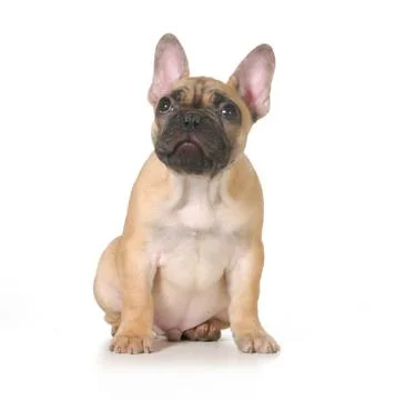 Bad dog Stock Photos