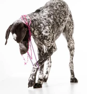Bad dog Stock Photos