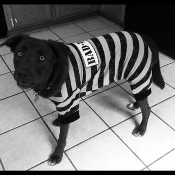Bad Dog Stock Photos
