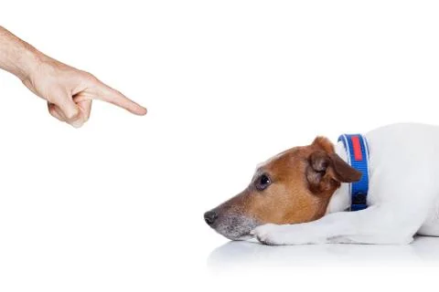 Bad dog Foto stock