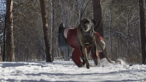 Bad dog pulls on leash and makes owner fall in the snow slow motion Stock-Footage 125719921