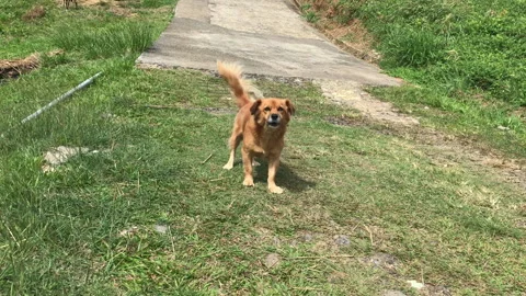 Bad Dog in road barking Stock Footage 339304441