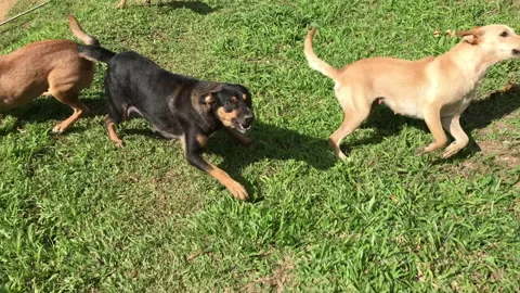 Bad Dogs attacking all at once Stock Footage 339304467
