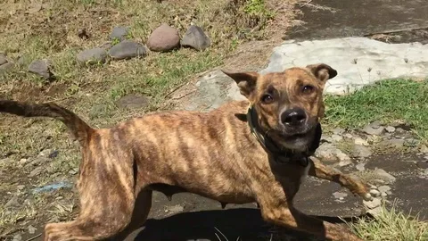 Bad dogs attacking biker Stock Footage 120427234