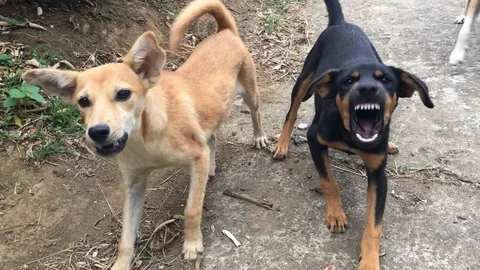 Bad dogs attacking in Slow Motion Stock Footage 108000436