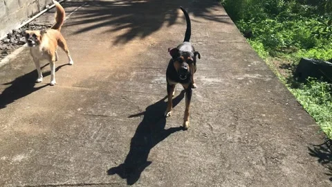 Bad dogs barking and attacking strange man Stock Footage 324958828