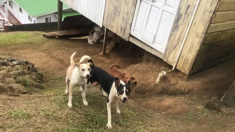 Bad dogs defending the yard Stock Footage 263493983