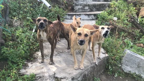Bad dogs on steps barking  Stock Footage 339304624