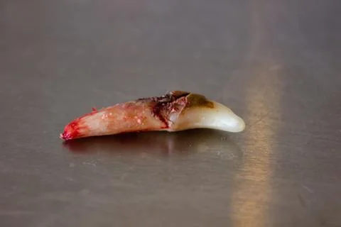 Bad dog's teeth after extraction Stock Photos
