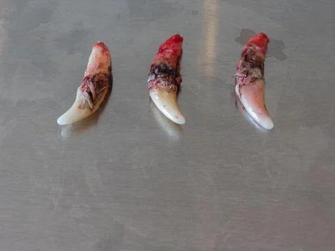 Bad dog's teeth after extraction Stock Photos