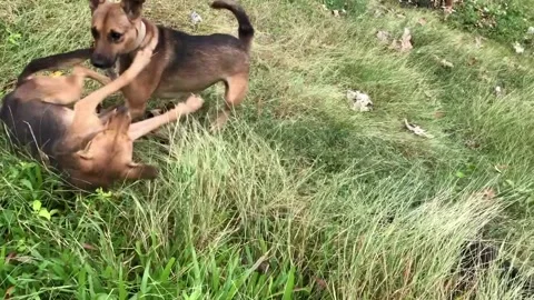 Bad dogs wild chase Stock Footage 170608708