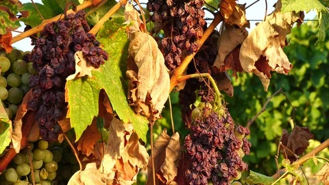 Bad dried grapes in vineyard Stock Footage 115960520