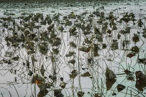 Bad ecology, problems. Stock Photos