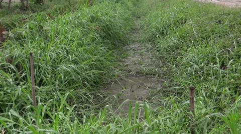 Bad of green grass Stock-Footage 38060431