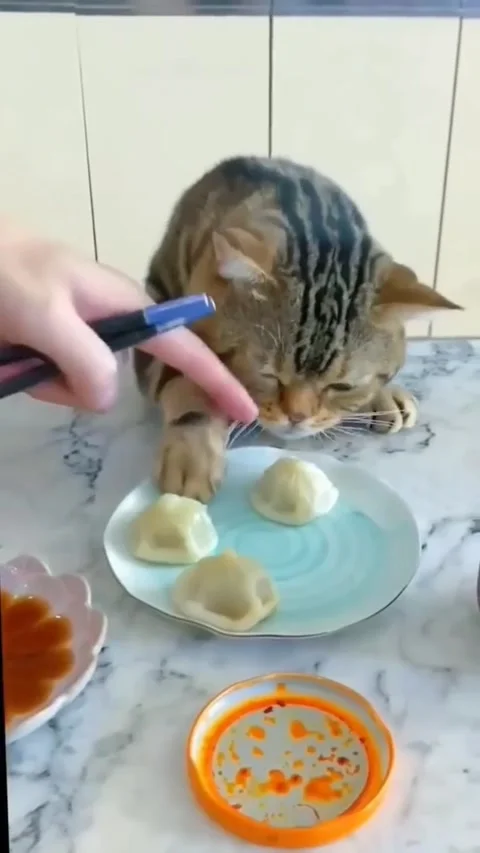 Bad but love cats(0) Video stock 223380242