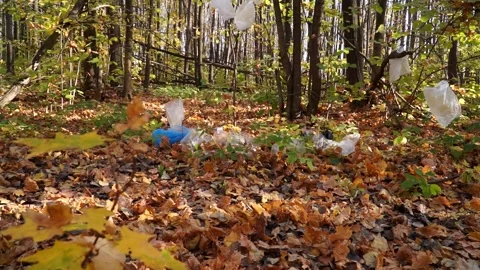 Bad man throws plastic trash in the woods Stock Footage 141899089