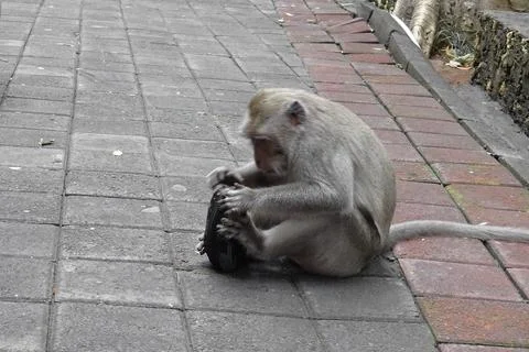 Bad Monkey Stock Photos