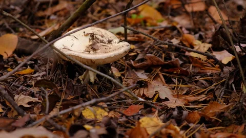 Bad mushrooms in the forest. Selective focus. Stock Footage 291672820